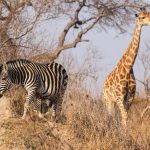 Kenya Safari Plus Gorilla Trekking: Uganda or Rwanda?