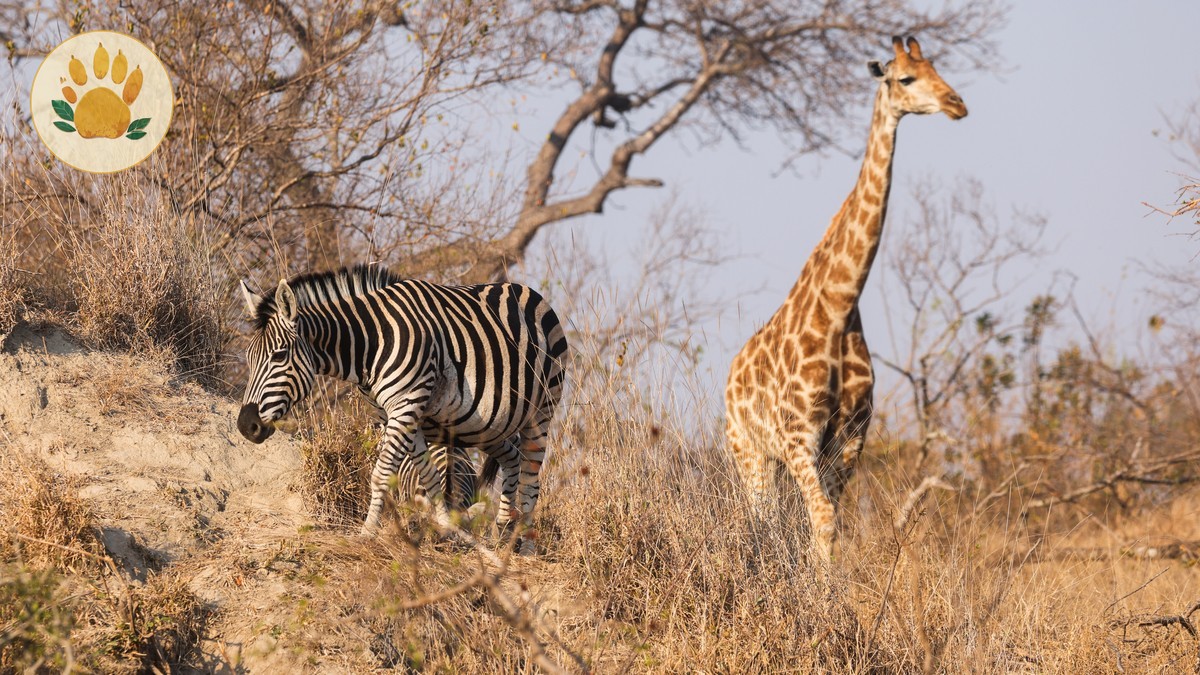 Kenya Safari Plus Gorilla Trekking: Uganda or Rwanda?