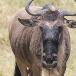 Kenya vs Tanzania Migration Side: Which One to Pick?