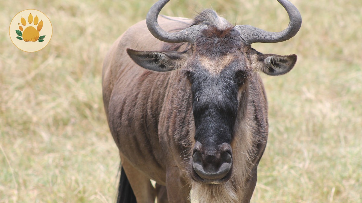 Kenya vs Tanzania Migration Side: Which One to Pick?