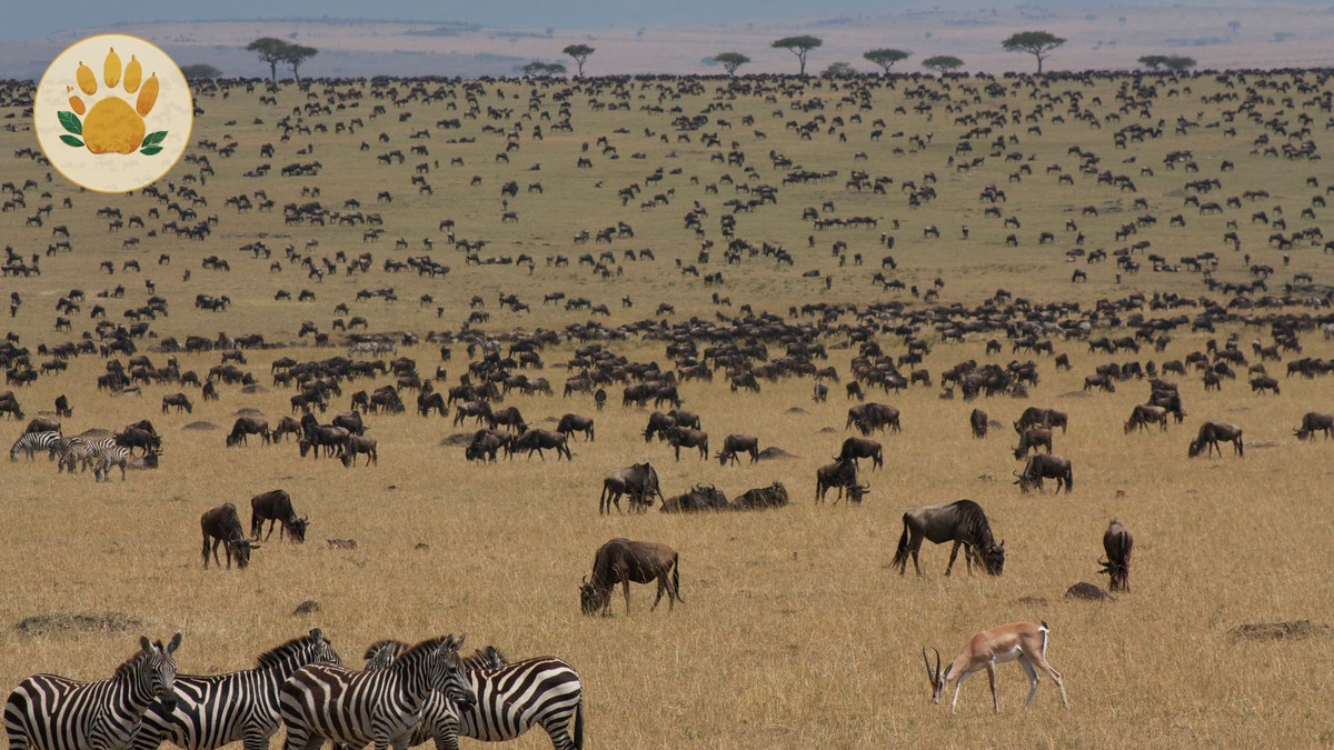 Kenya vs Tanzania Migration Side: Which One to Pick? - photo 2