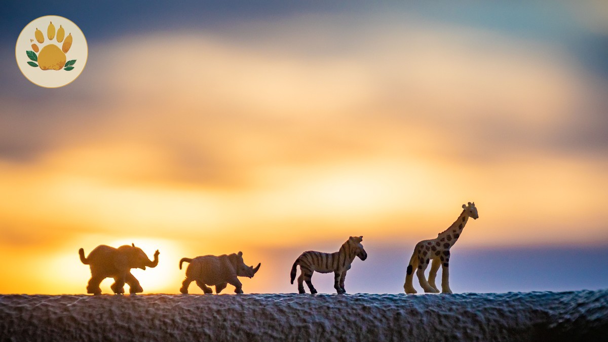 KWS Park Fee Categories 2026, Explained