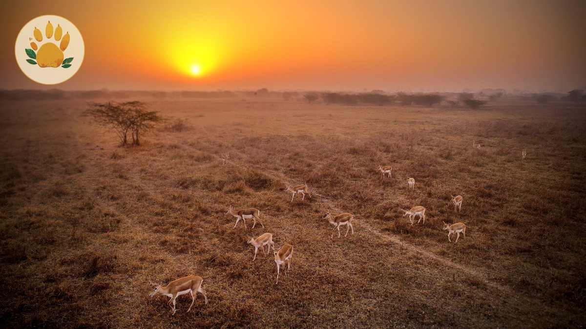 KWS Park Fee Categories 2026, Explained - photo 1