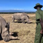 Laikipia Conservancy Safari Guide for Repeat Visitors