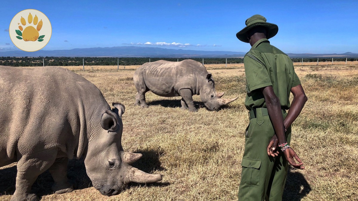 Laikipia Conservancy Safari Guide for Repeat Visitors