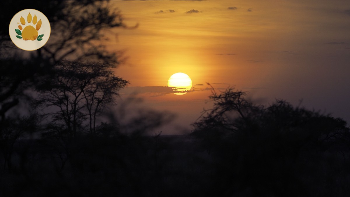 Laikipia Conservancy Safari Guide for Repeat Visitors - photo 1