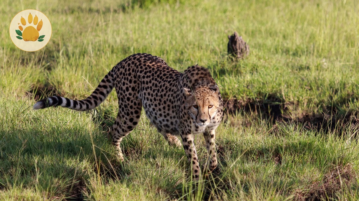 Lake Bogoria Hot Springs and Geysers Guide (2026)