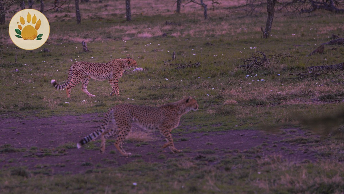 Lake Bogoria Hot Springs and Geysers Guide (2026) - photo 2