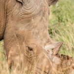 Lake Nakuru Rhino Sanctuary Guide: What to Know
