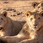 Are There Lions in Aberdare National Park? Real Answer