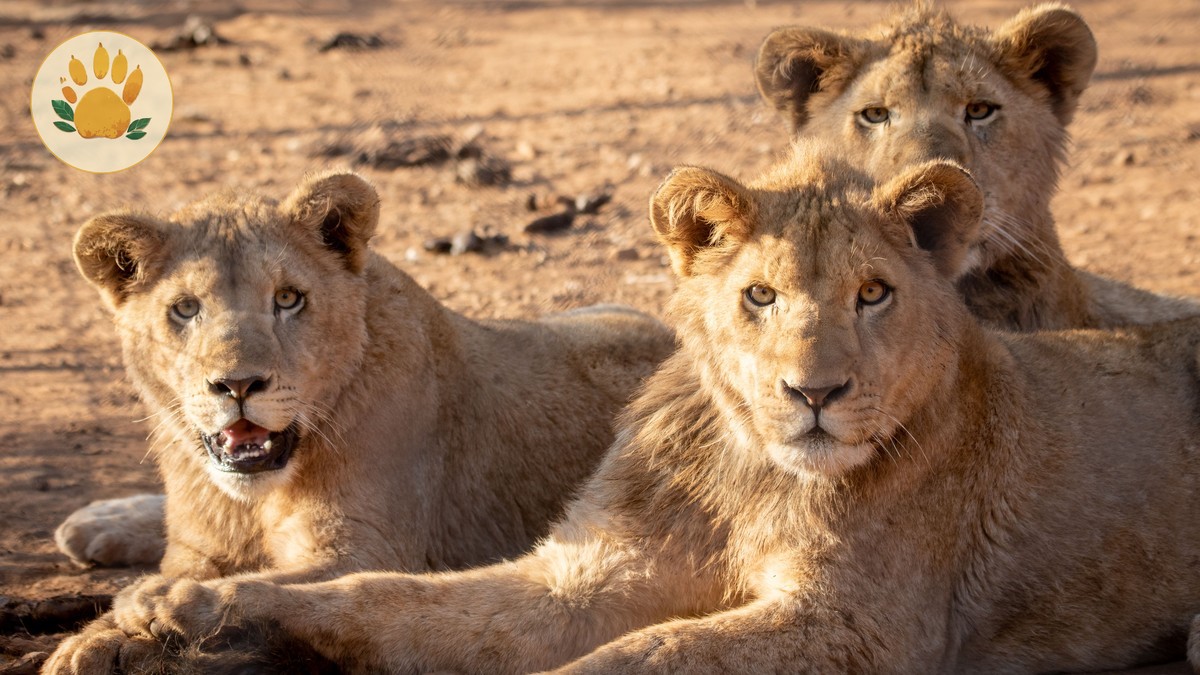 Are There Lions in Aberdare National Park? Real Answer