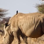 Should Tourists Use M-Pesa on a Kenya Safari?