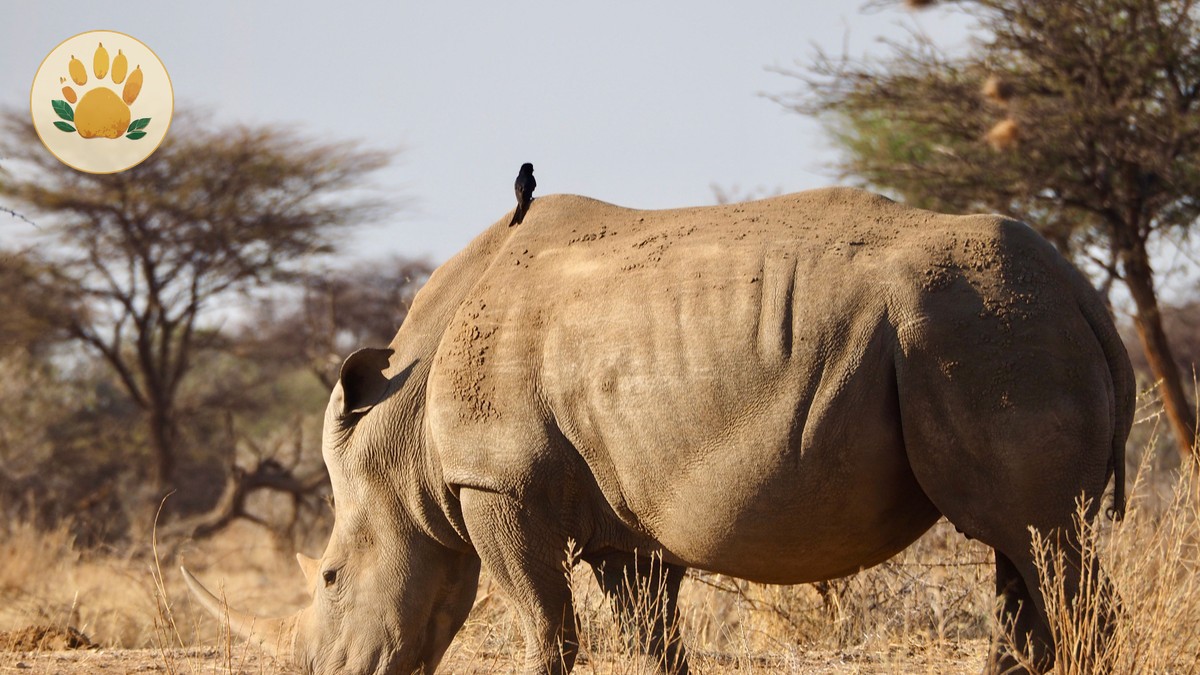 Should Tourists Use M-Pesa on a Kenya Safari?
