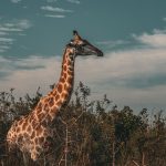 Malaria Risk by Kenya Safari Park: A Parent's Guide