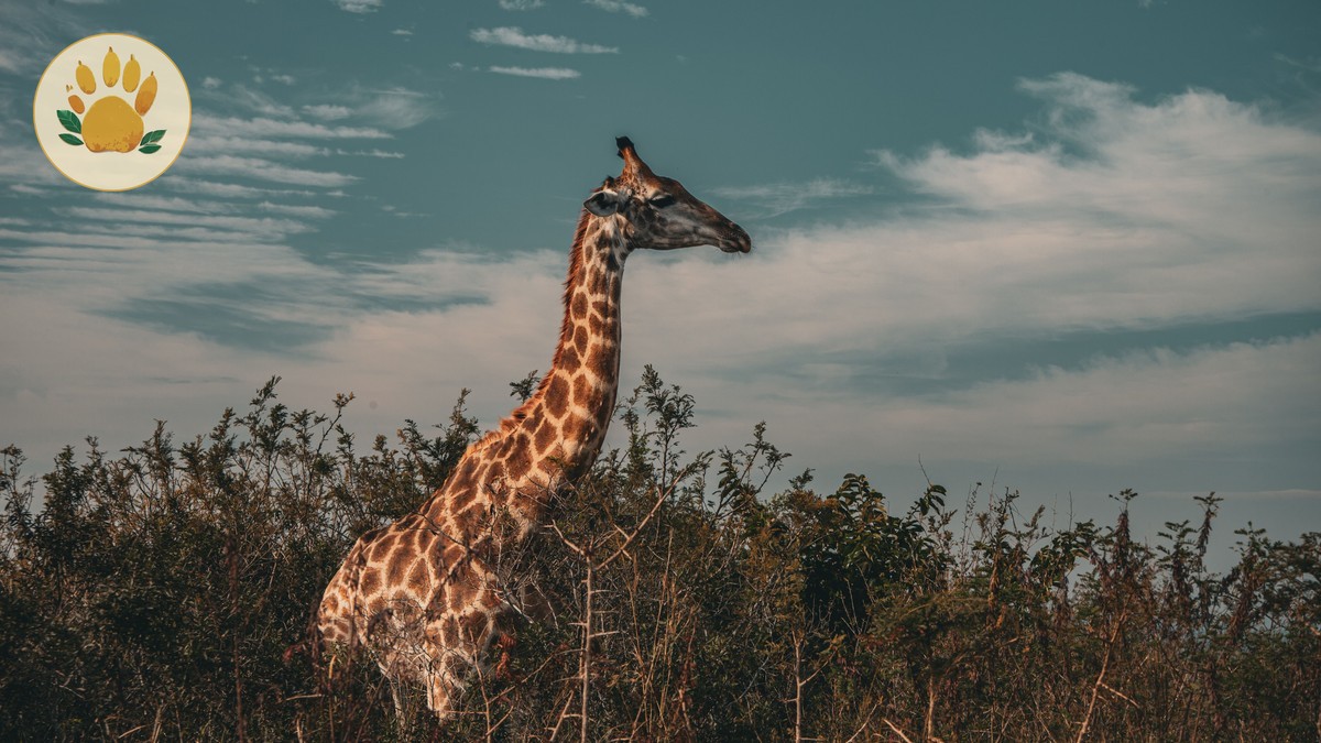 Malaria Risk by Kenya Safari Park: A Parent's Guide