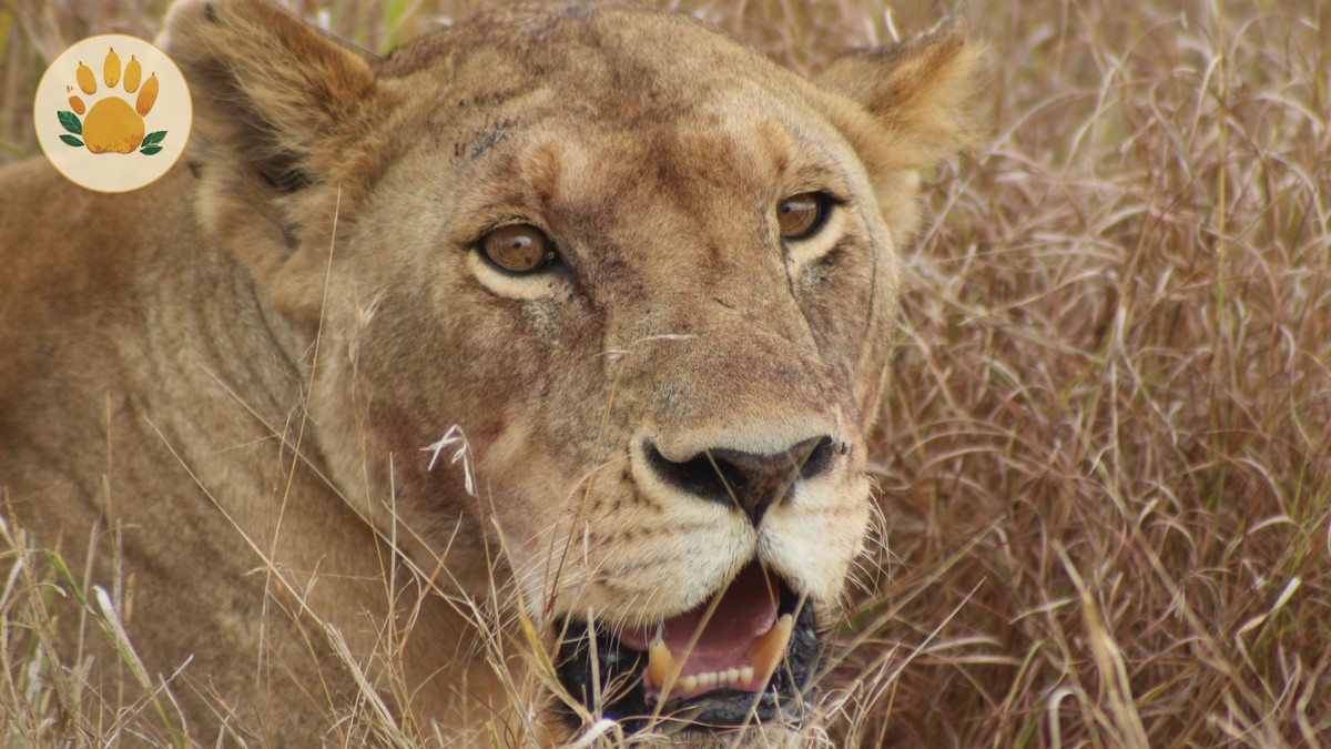 Malaria Risk by Kenya Safari Park: A Parent's Guide - photo 2