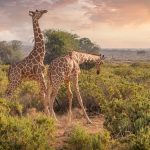 Mara Conservancy Fees vs National Reserve Explained (2026)