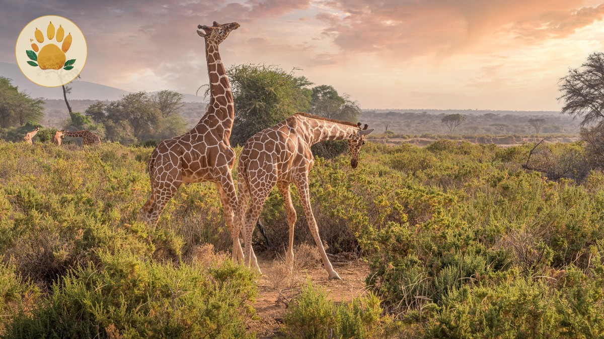 Mara Conservancy Fees vs National Reserve Explained (2026)
