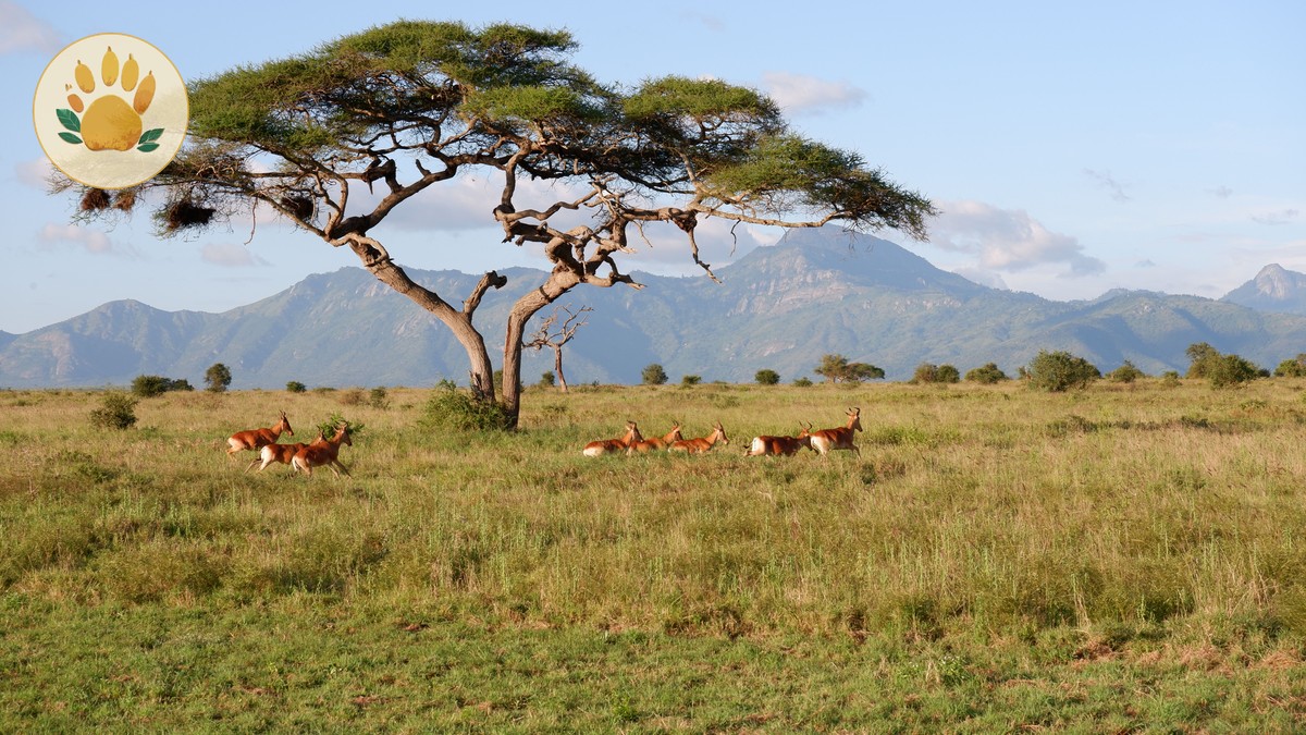 Mara Conservancy Fees vs National Reserve Explained (2026) - photo 1