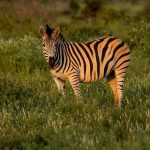 Mara River Crossing Points Explained