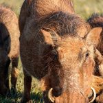 Mara River Crossing Points Guide: Best Vantage Spots