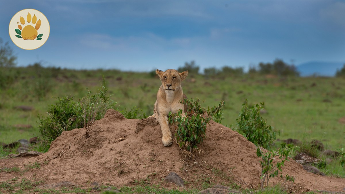 Mara River Crossing Points Guide: Best Vantage Spots - photo 2
