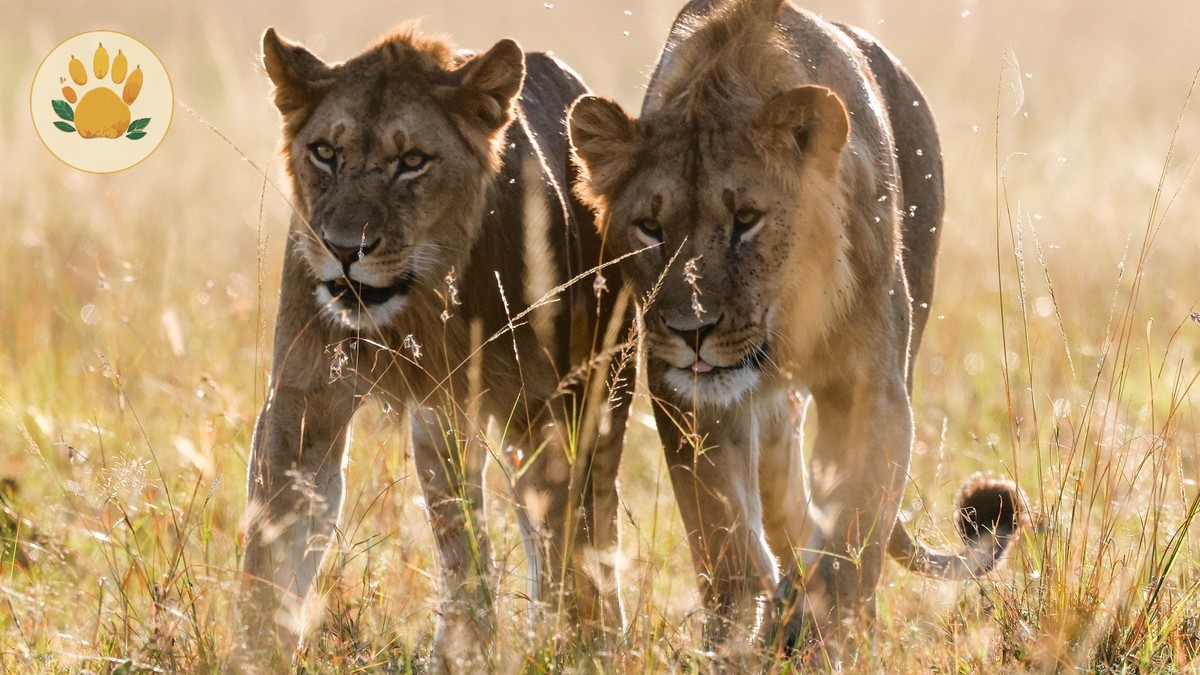 Masai Mara Day Trip from Nairobi: Is It Worth It?