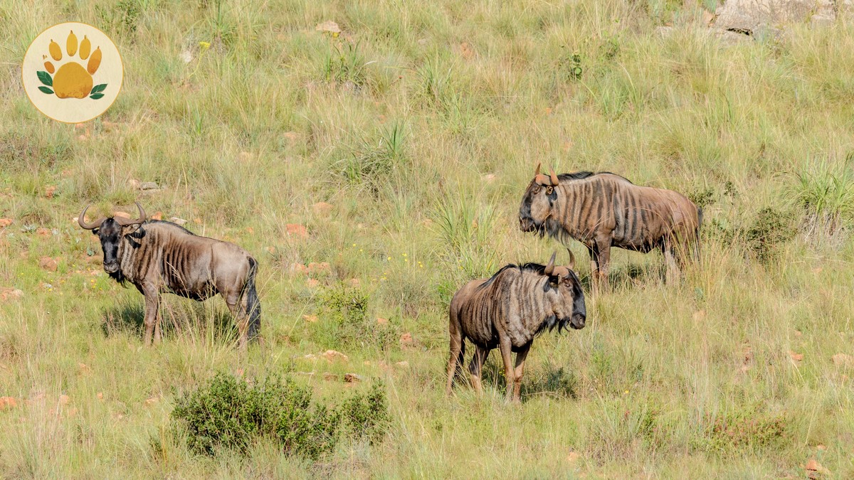 Masai Mara Day Trip from Nairobi: Is It Worth It? - photo 1