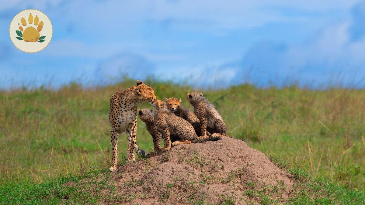 Masai Mara Day Trip from Nairobi: Is It Worth It? - photo 2