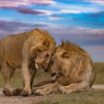 Masai Mara Overtourism: How to Avoid Crowds in 2026