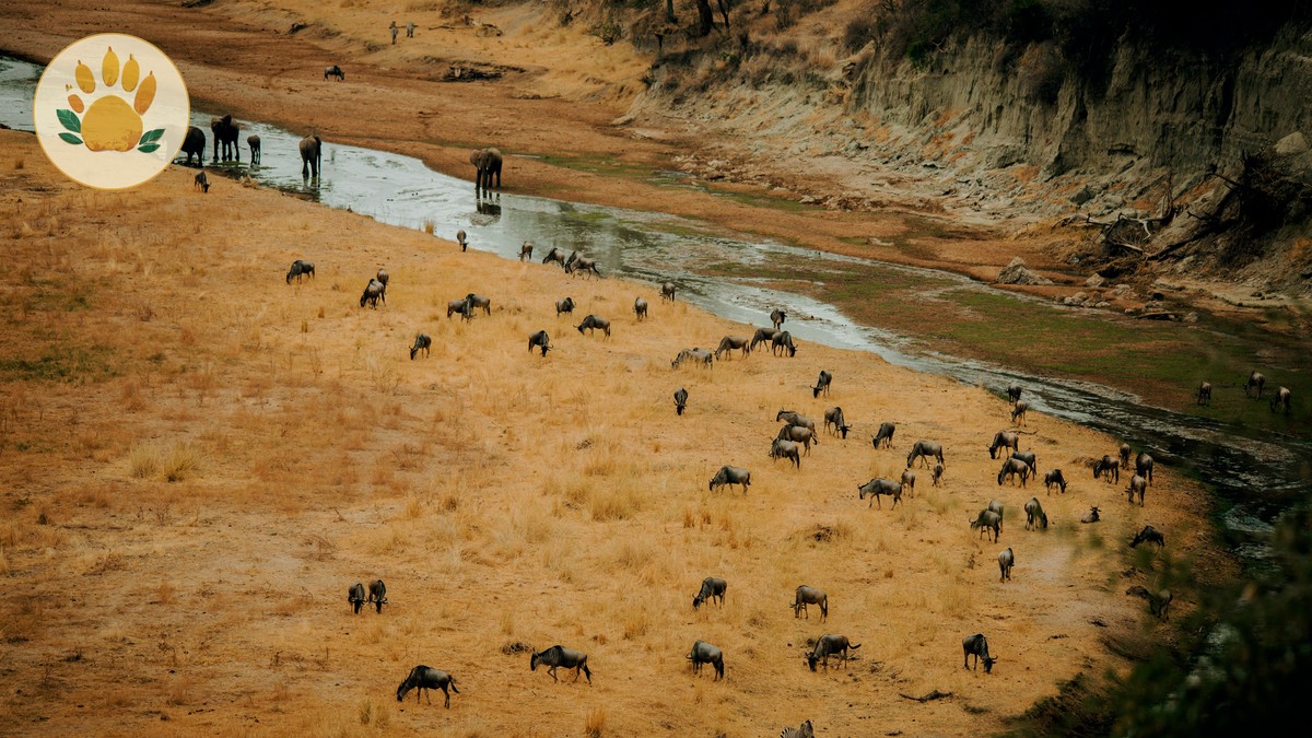 Masai Mara Overtourism: How to Avoid Crowds in 2026 - photo 1