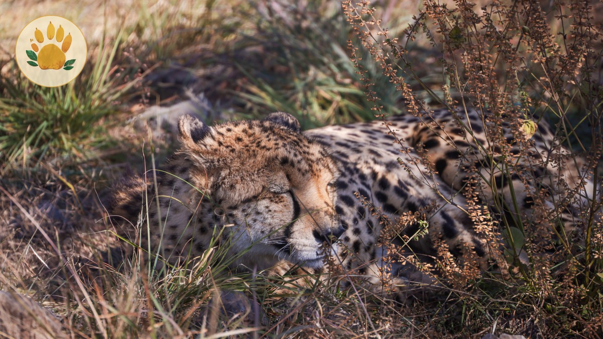 Masai Mara Overtourism: How to Avoid Crowds in 2026 - photo 2