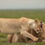 Masai Mara Seasonal Fee Structure: 2026 Guide