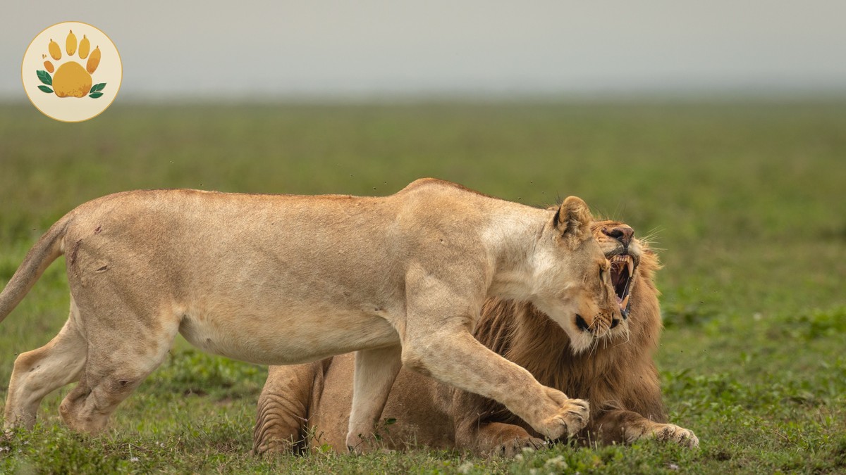 Masai Mara Seasonal Fee Structure: 2026 Guide