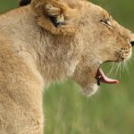 Masai Mara vs Serengeti: A Real Comparison