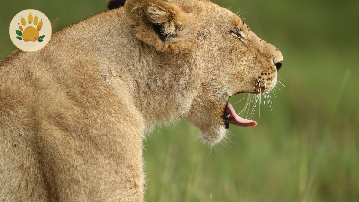 Masai Mara vs Serengeti: A Real Comparison