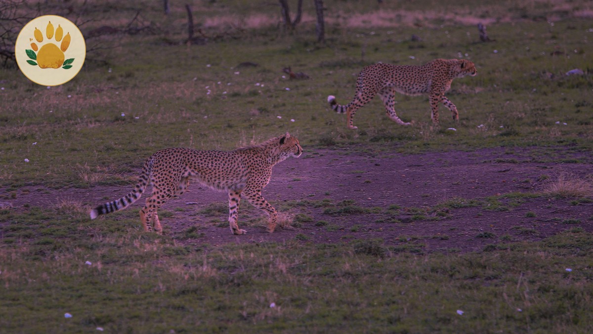 Masai Mara vs Serengeti: A Real Comparison - photo 2