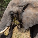 Minimum Age for Children on Kenya Game Drives