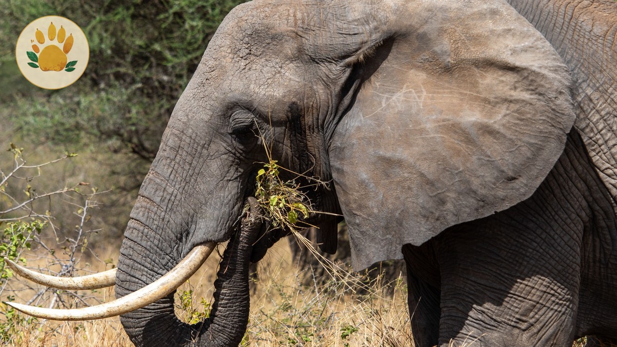 Minimum Age for Children on Kenya Game Drives
