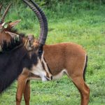 Morning vs Afternoon Game Drive: Which Wins?
