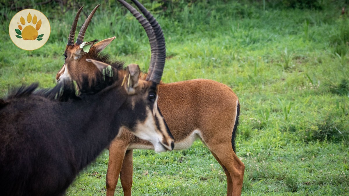 Morning vs Afternoon Game Drive: Which Wins?