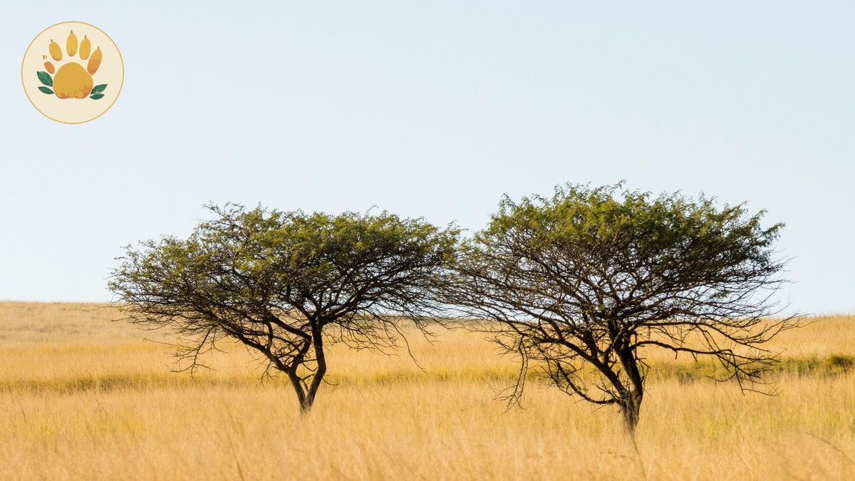 Morning vs Afternoon Game Drive: Which Wins? - photo 1