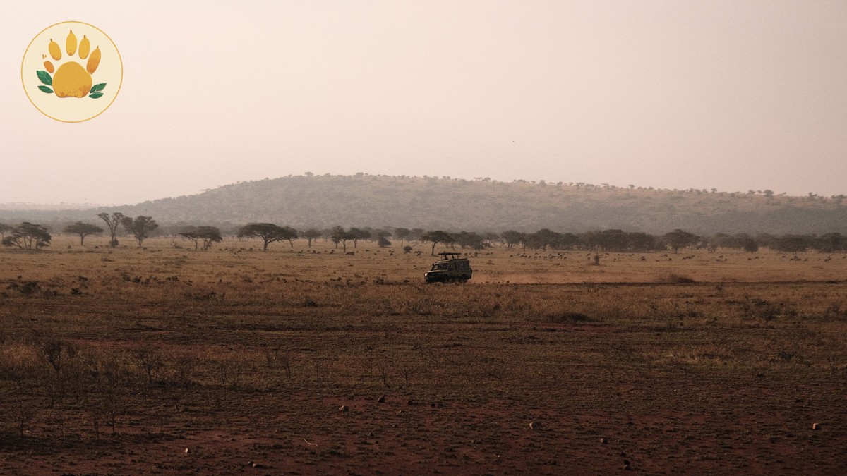 Morning vs Afternoon Game Drive: Which Wins? - photo 2