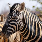 Mount Kenya National Park Safari: An Honest First-Timer Guide