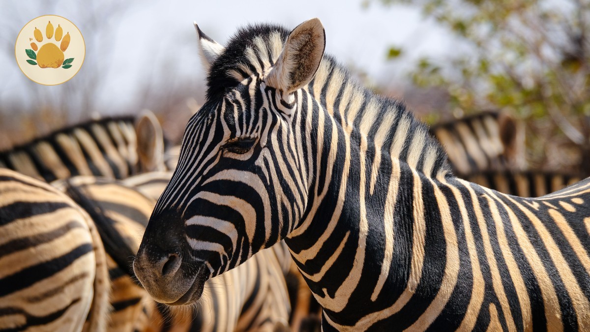Mount Kenya National Park Safari: An Honest First-Timer Guide