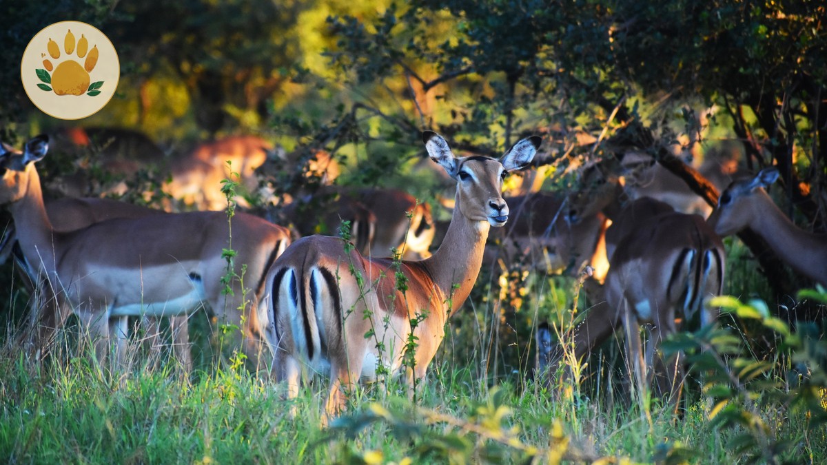 Mount Kenya National Park Safari: An Honest First-Timer Guide - photo 1