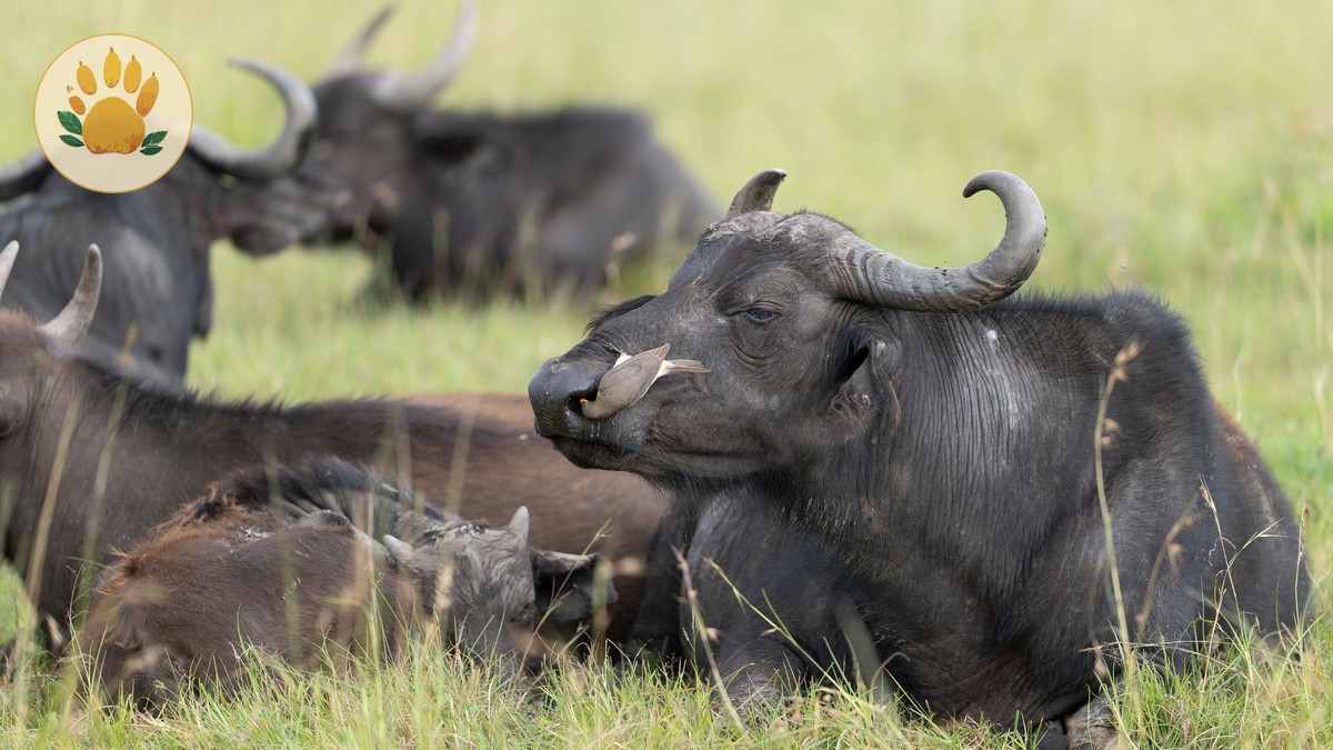 Mount Kenya National Park Safari: An Honest First-Timer Guide - photo 2