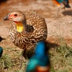 Mwea National Reserve Birding Guide (Near Nairobi)