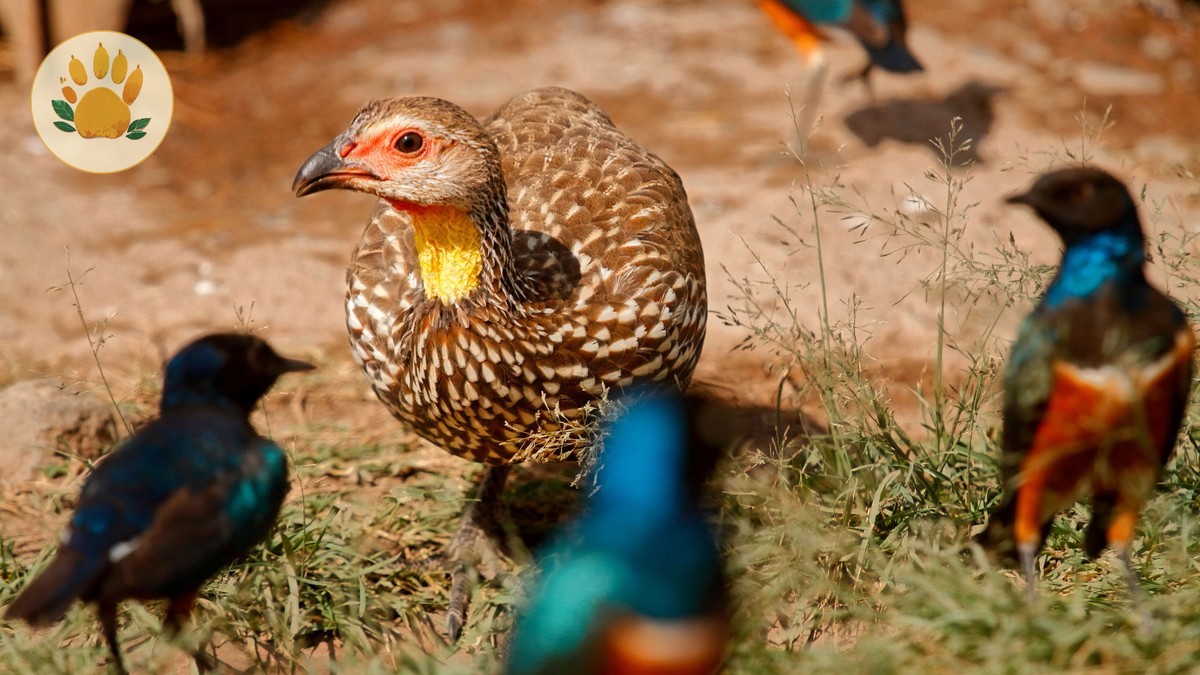 Mwea National Reserve Birding Guide (Near Nairobi)