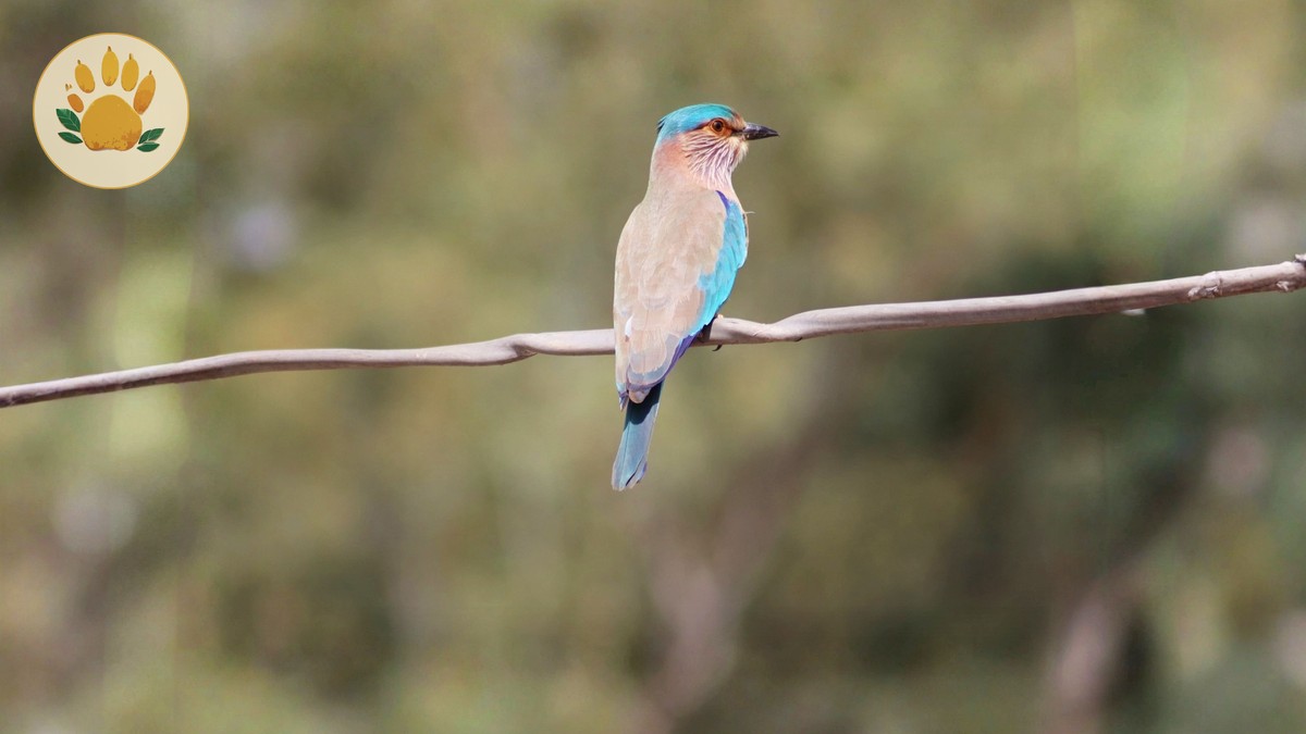 Mwea National Reserve Birding Guide (Near Nairobi) - photo 1